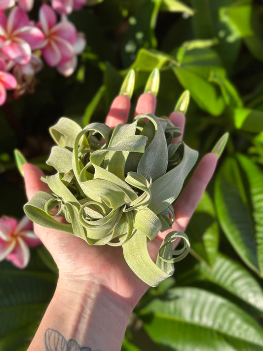 curly streptophylla
