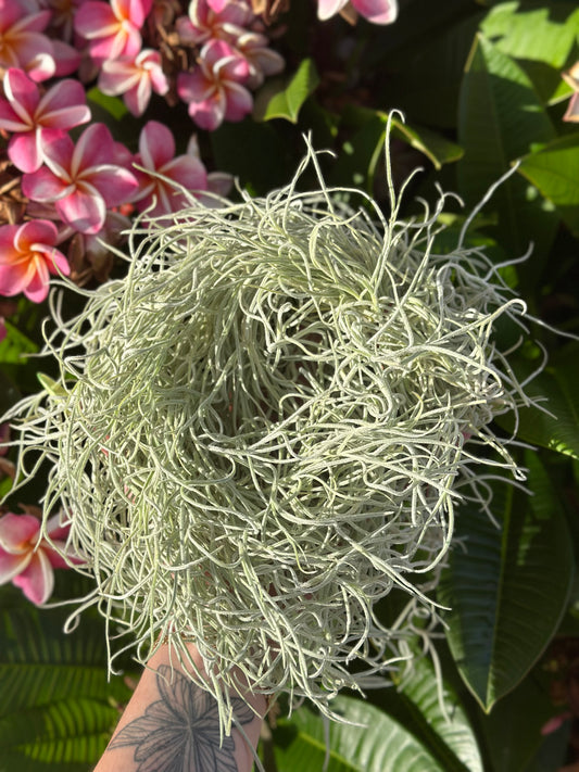 spanish moss