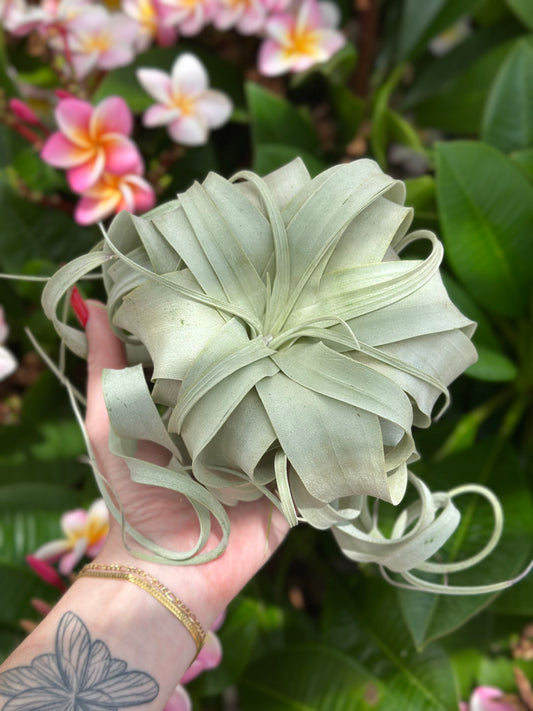 Tillandsia Xerographica