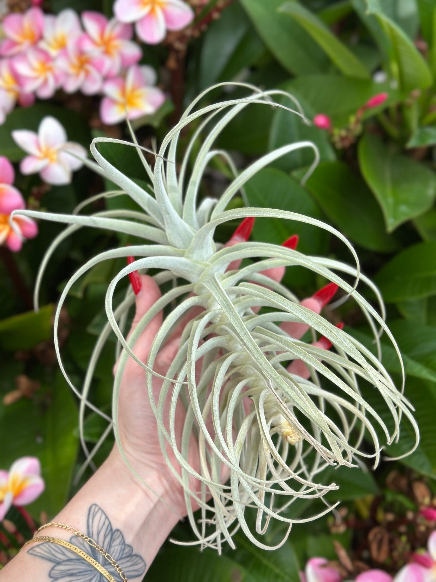 Tillandsia purpurea