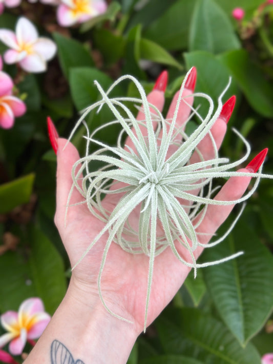 Tillandsia tectorum globosa