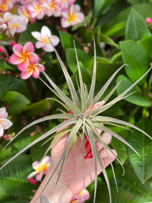 Tillandsia Latifolia