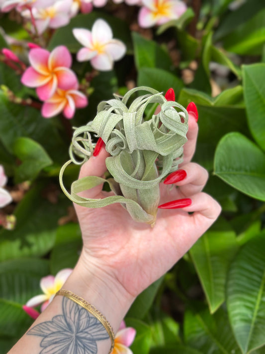 Tillandsia 'Curly Slim'