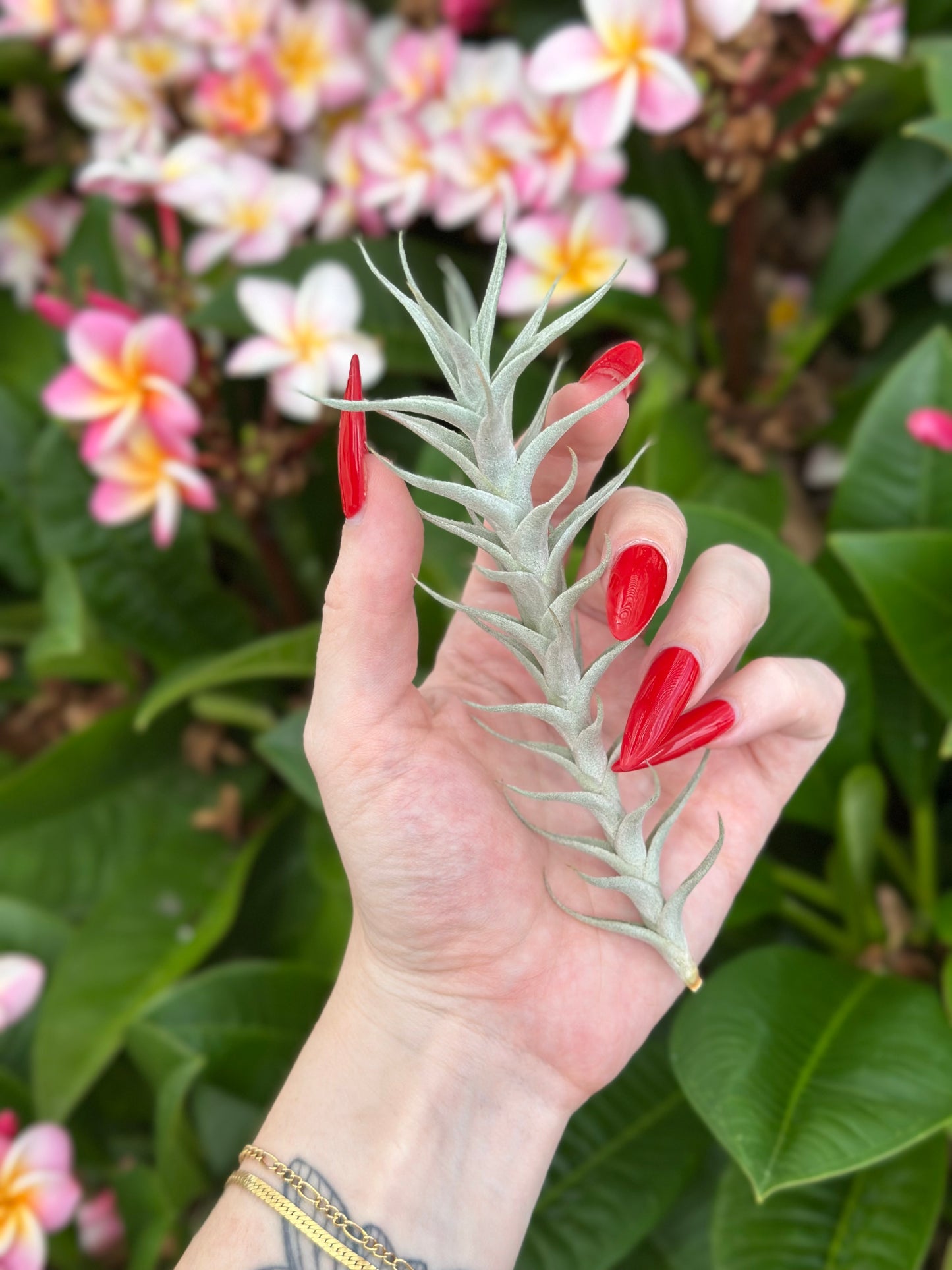 Tillandsia albida