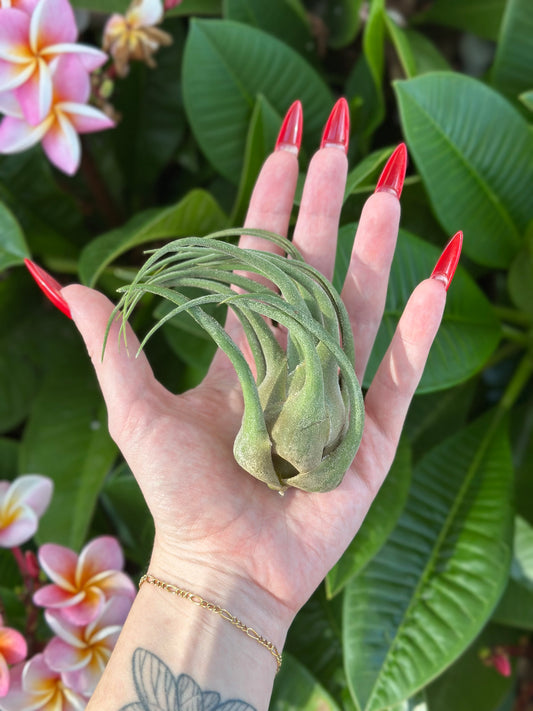 Tillandsia seleriana
