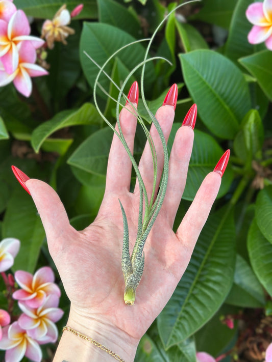 Tillandsia butzii