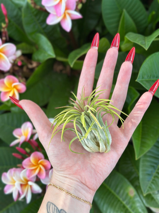 Tillandsia ionantha 'Rubra'