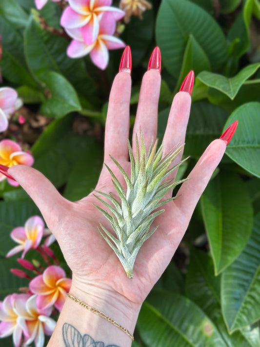 Tillandsia ionantha 'Vanhyngii'