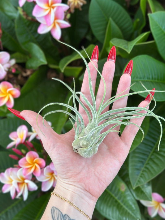 Tillandsia pruinosa