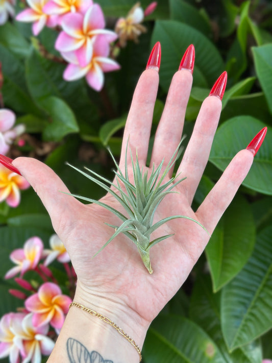 Tillandsia tenuifolia