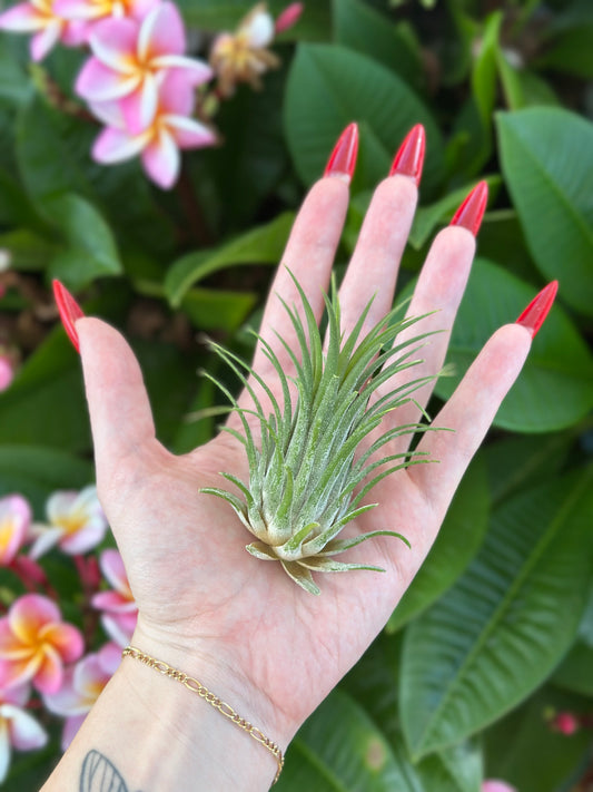 Tillandsia ionantha 'Mexico'