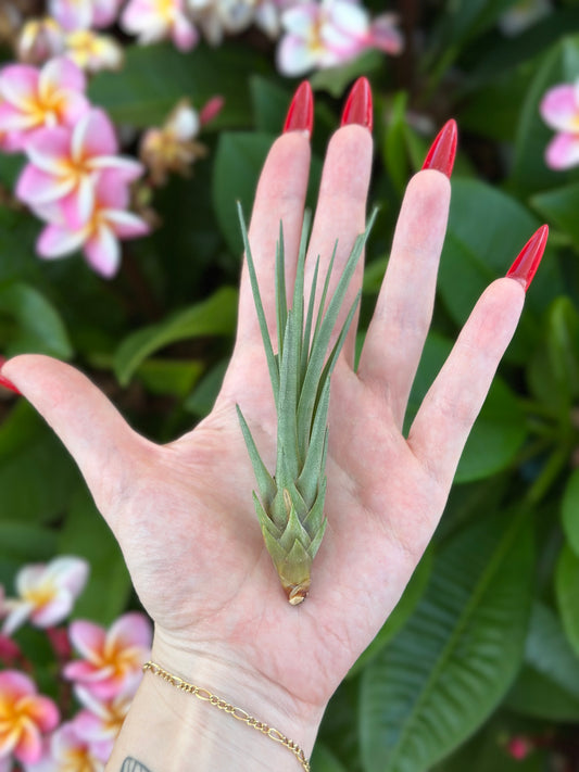 Tillandsia tricolor