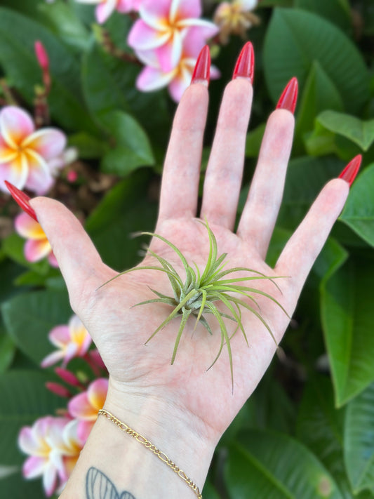 Tillandsia ionantha 'Guatemala'