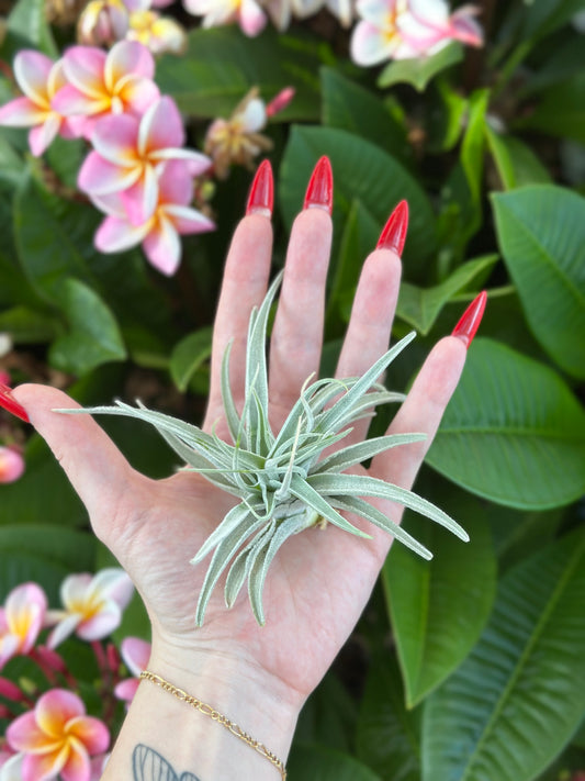 Tillandsia recurvifolia