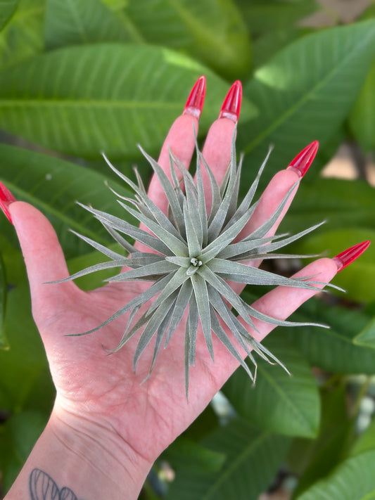 Tillandsia plagiotropica