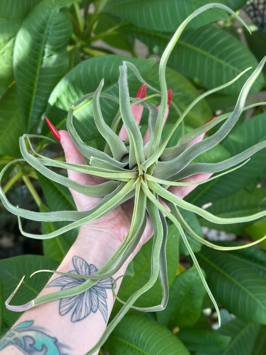 Tillandsia streptophylla hybrid