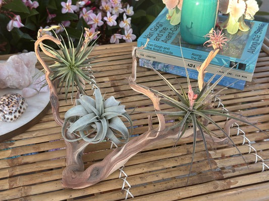 Manzanita Branches