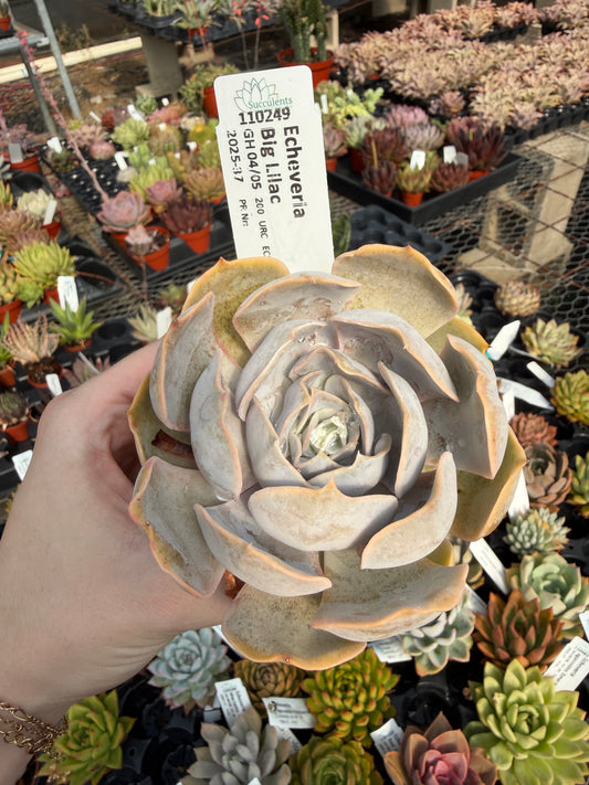 Echeveria 'Big Lilac'