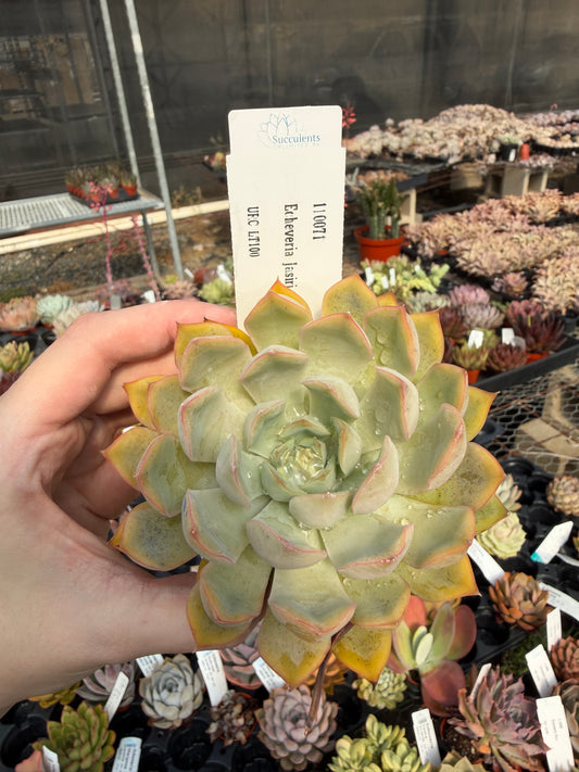 Echeveria 'Jasiri'
