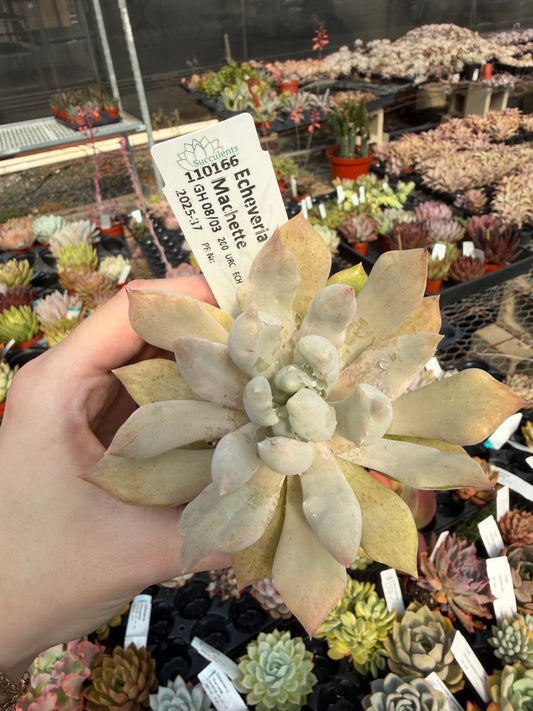 Echeveria 'Machette'