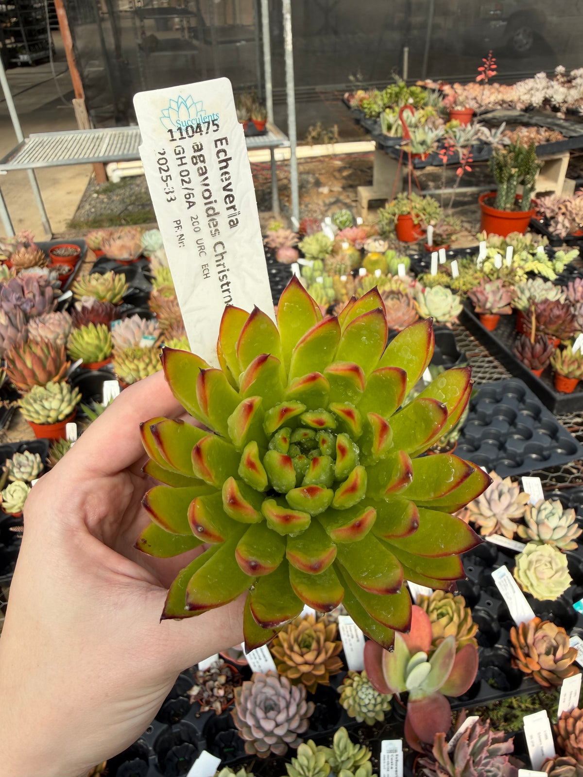 Echeveria agavoides 'Christmas'
