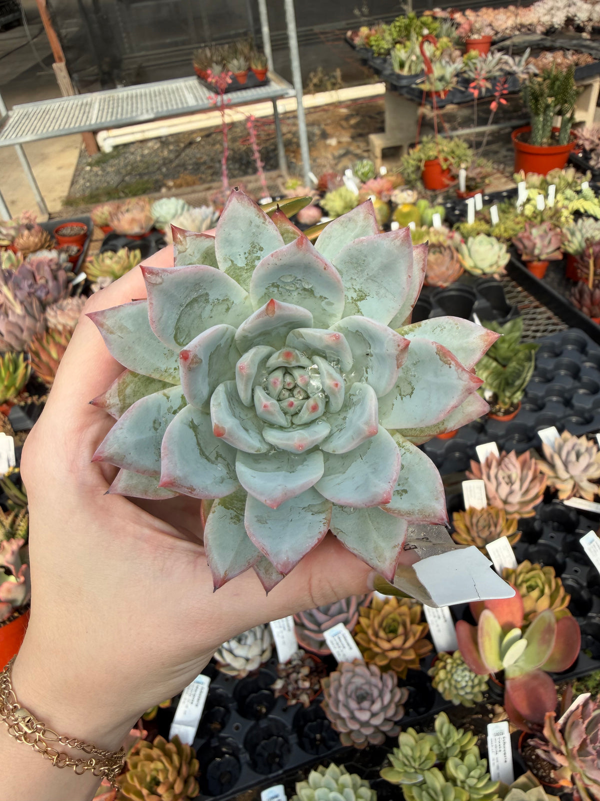 Echeveria 'Blue Bird'
