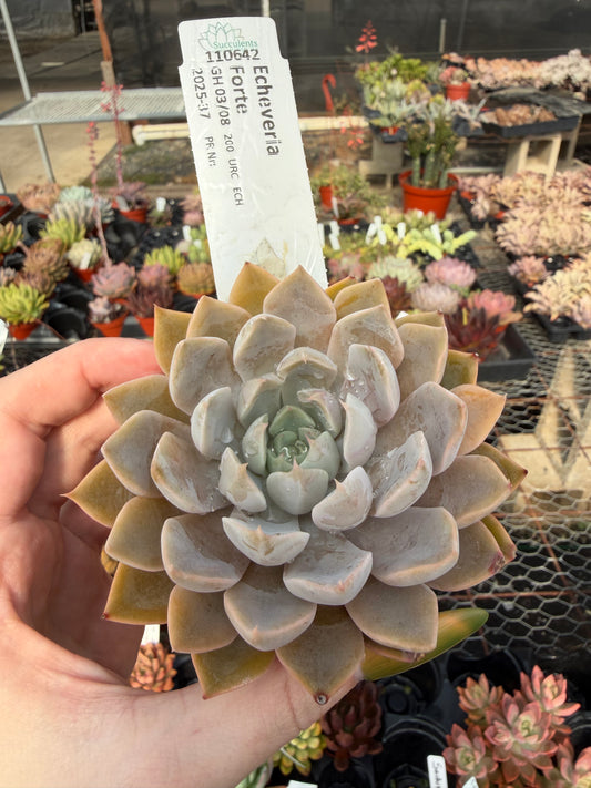 Echeveria 'Forte'