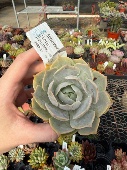 Echeveria 'Lotus'