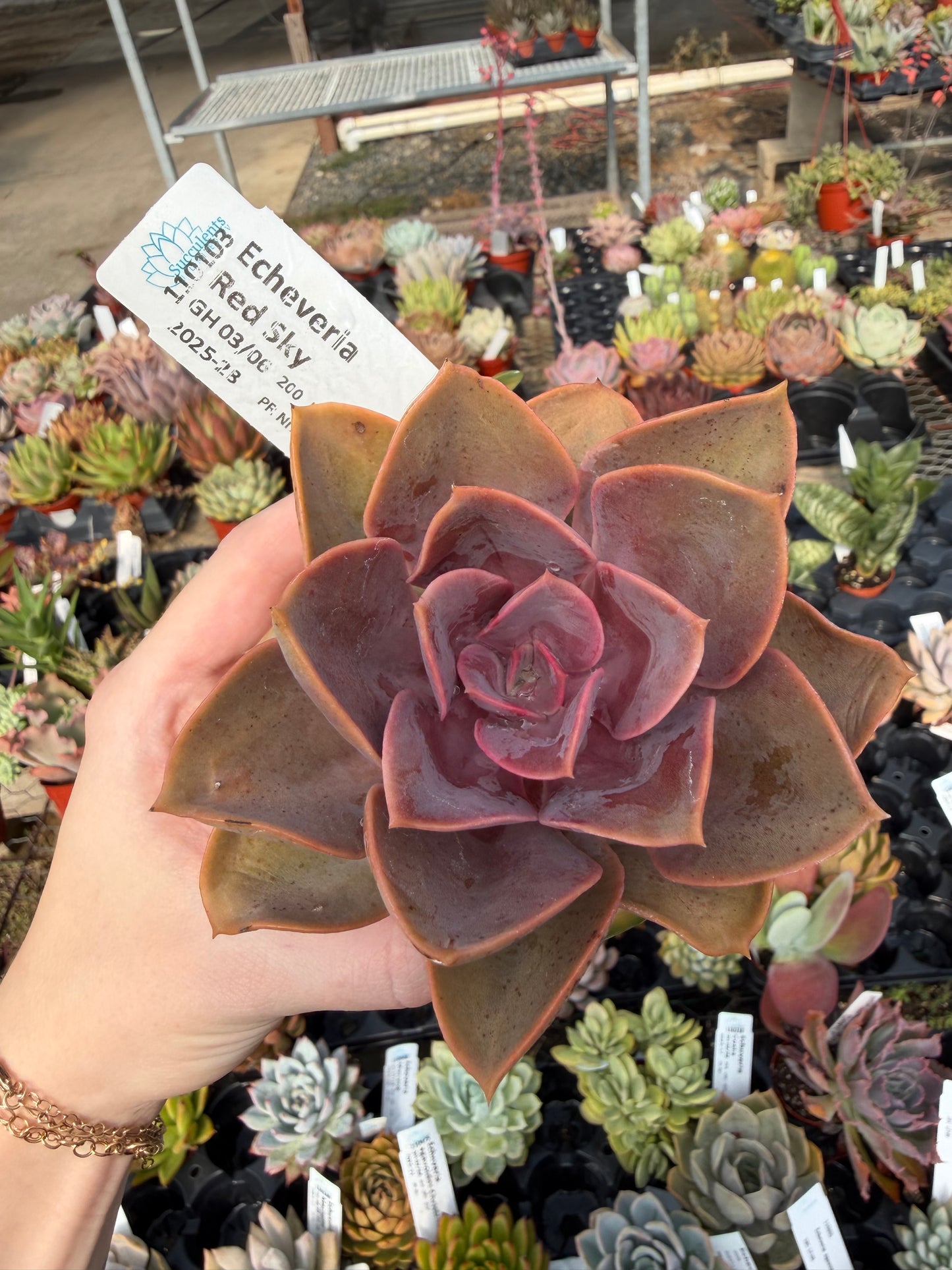 Echeveria 'Red Sky'