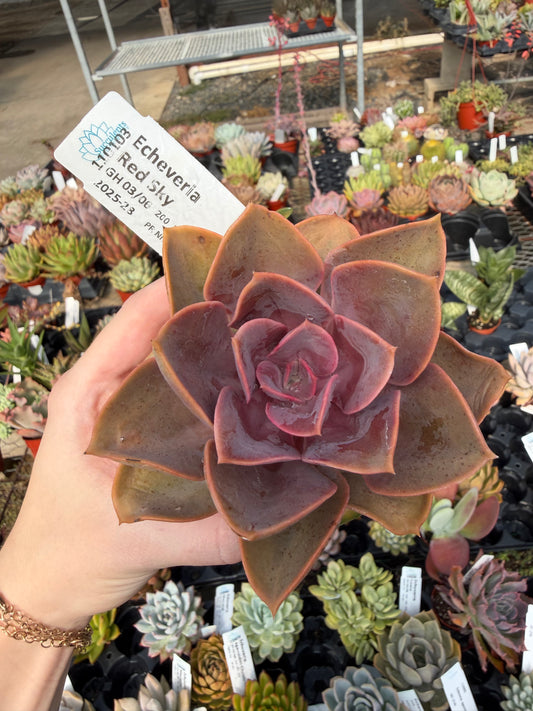 Echeveria 'Red Sky'