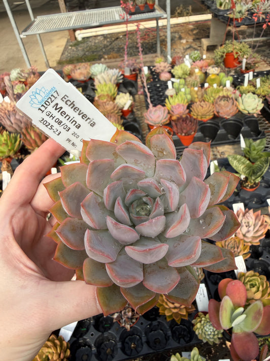 Echeveria 'Menina'
