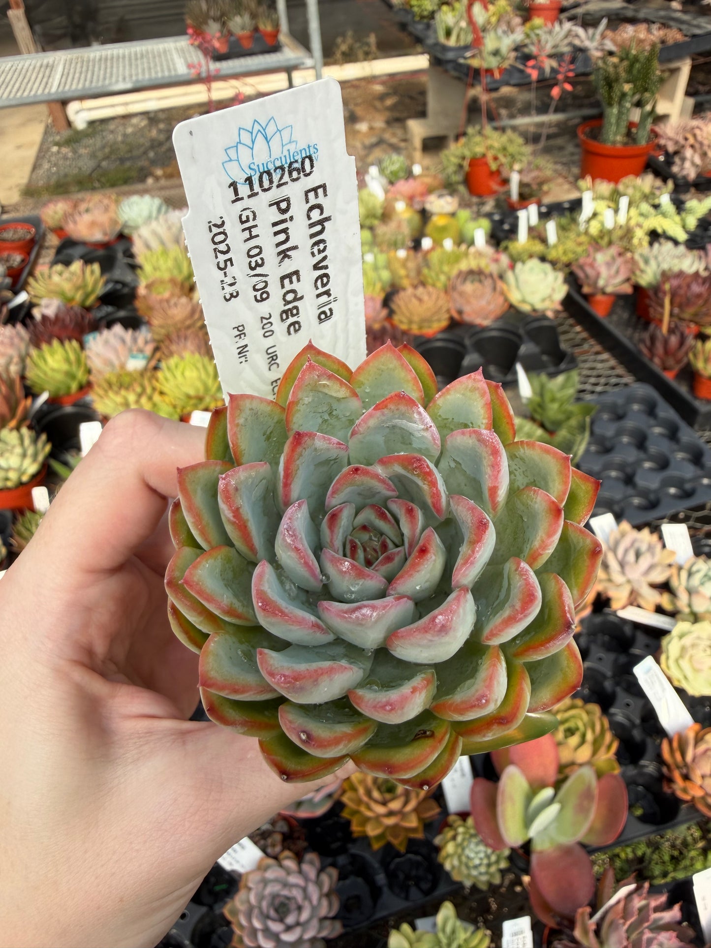 Echeveria 'Pink Edge'