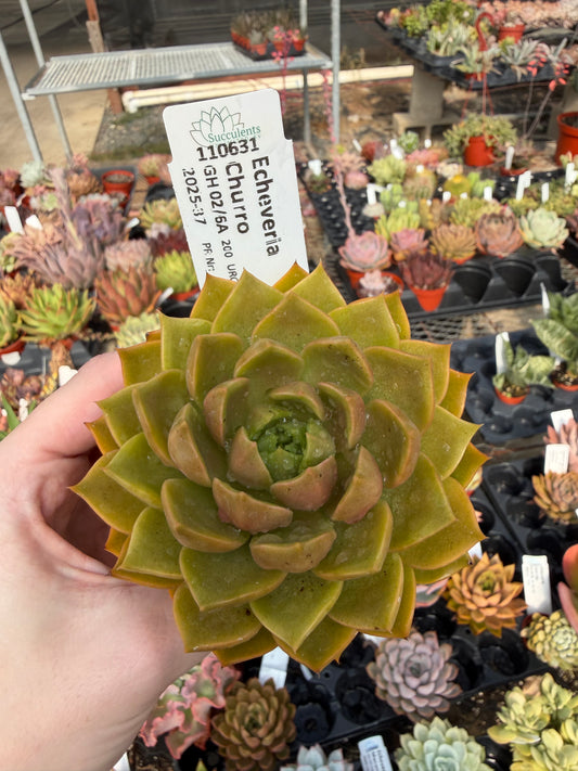 Echeveria 'Churro'