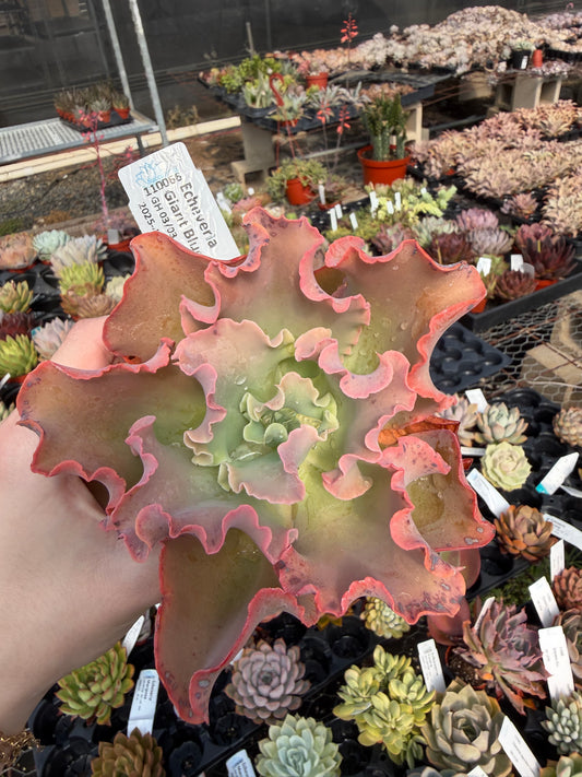 Echeveria 'Giant Blue'