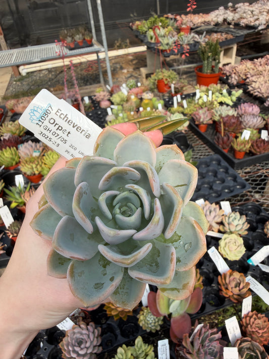 Echeveria 'Orpet'