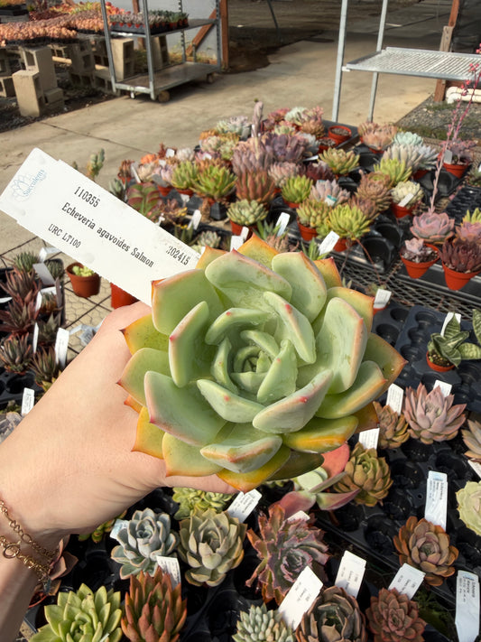 Echeveria agavoides 'Salmon'