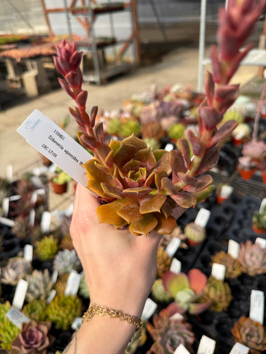 Echeveria agavoides 'Monte'