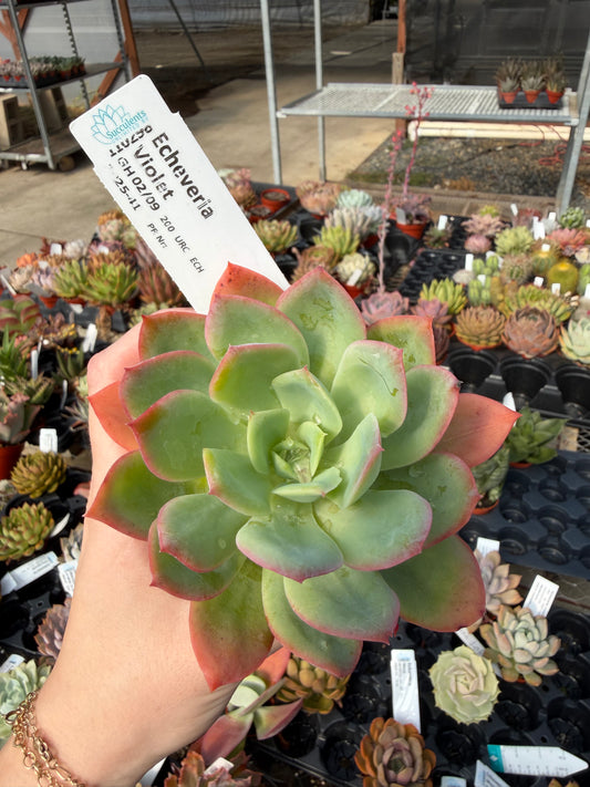 Echeveria 'Violet'