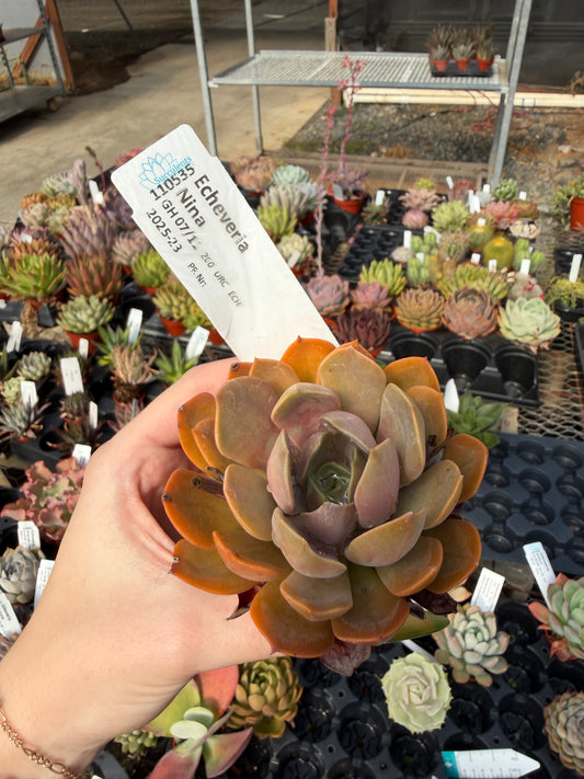 Echeveria 'Nina'