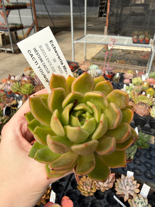 Echeveria 'Mira'