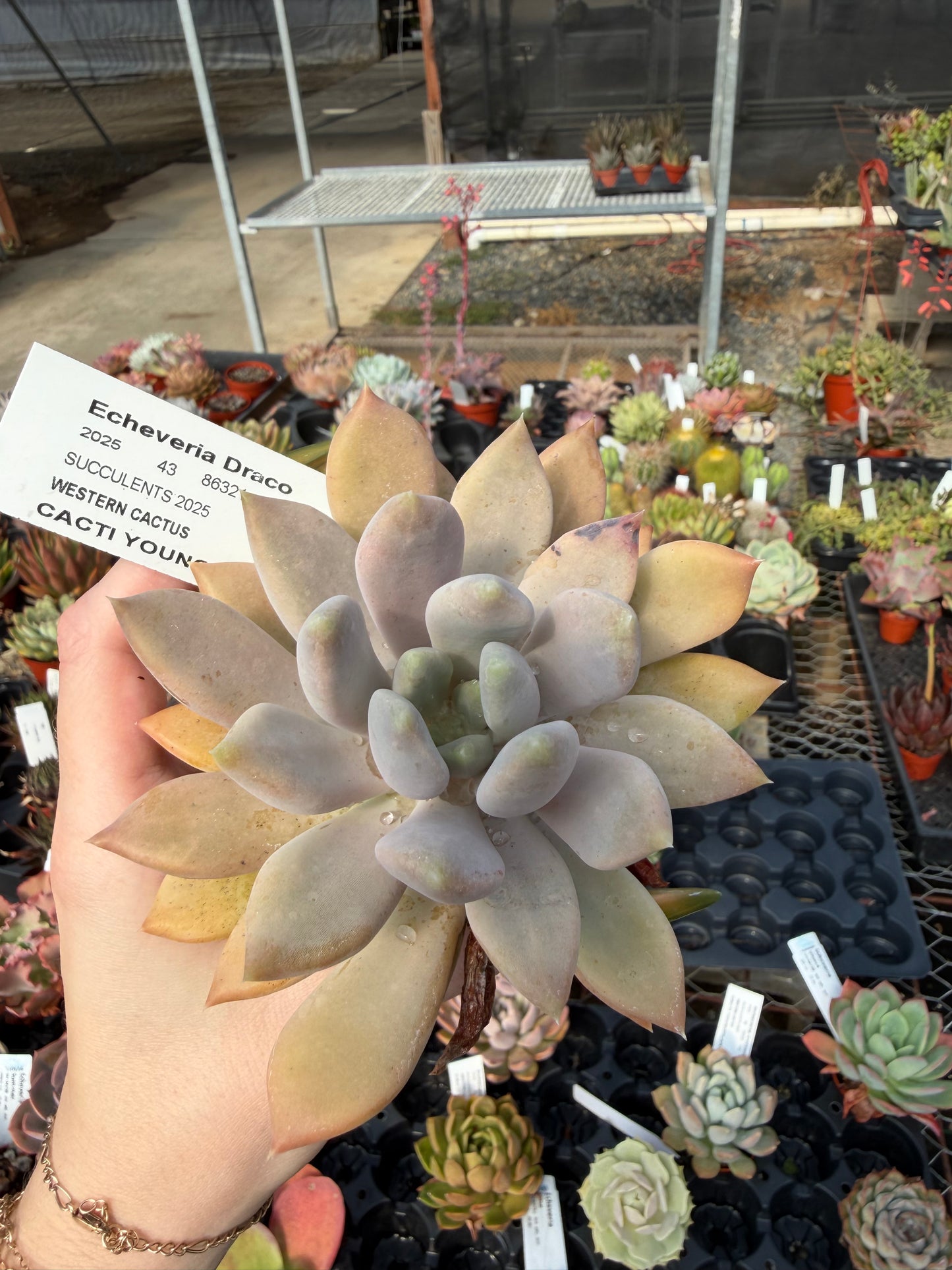 Echeveria 'Draco'