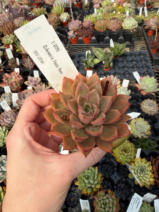 Echeveria 'Ponto Rosa'
