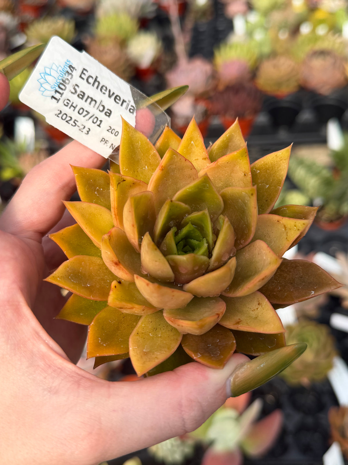 Echeveria 'Samba'