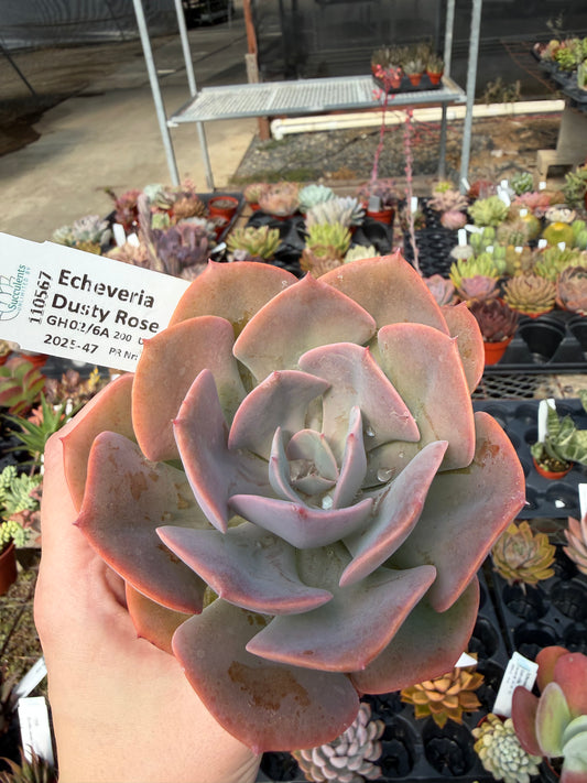 Echeveria 'Dusty Rose'