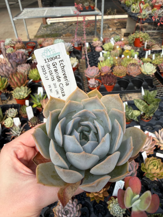 Echeveria 'Grande Cinza'