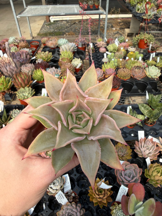 Echeveria 'Madiba'