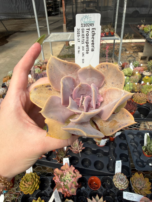 Echeveria 'Trompette'