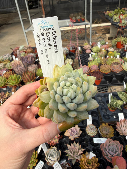 Echeveria 'Estrella'