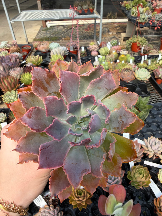 Echeveria "Purple Dance"
