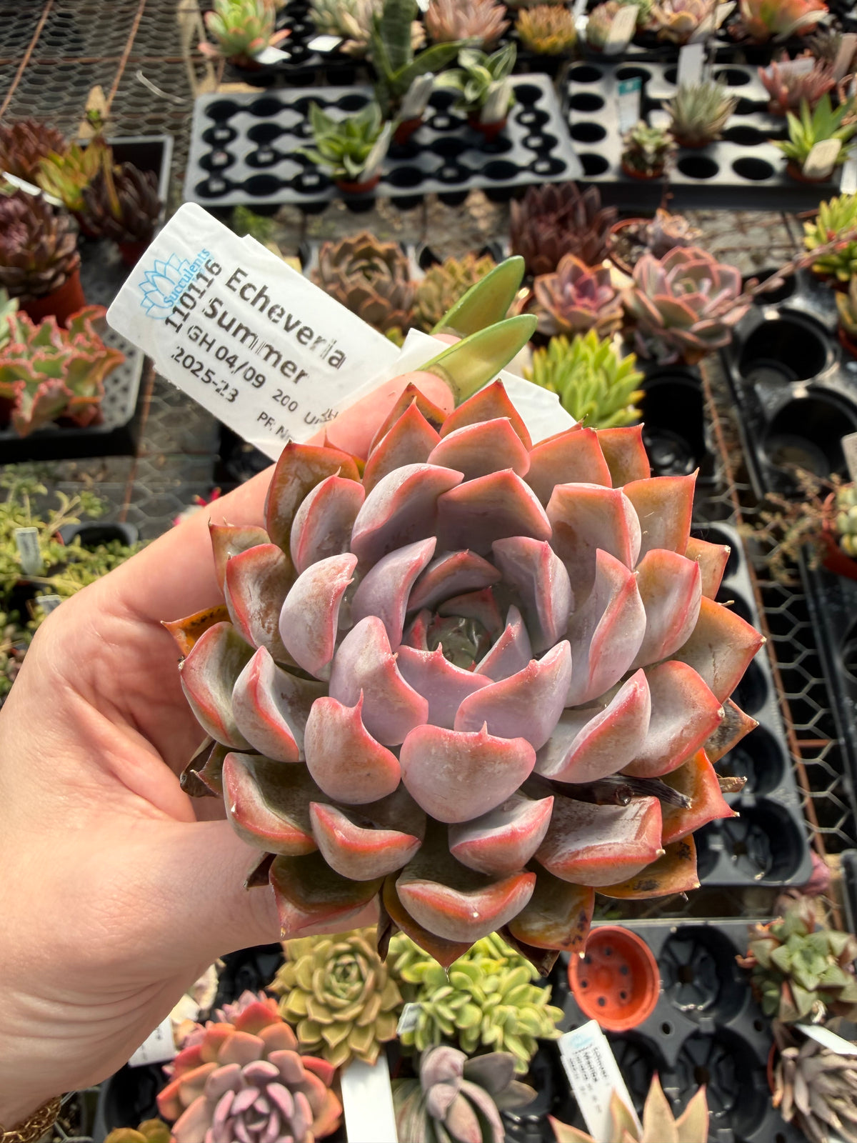 Echeveria 'Summer'